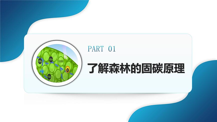 人教版七下 10.3《跨學科主題學習》 探尋熱帶雨林的固碳功能  課件第8頁