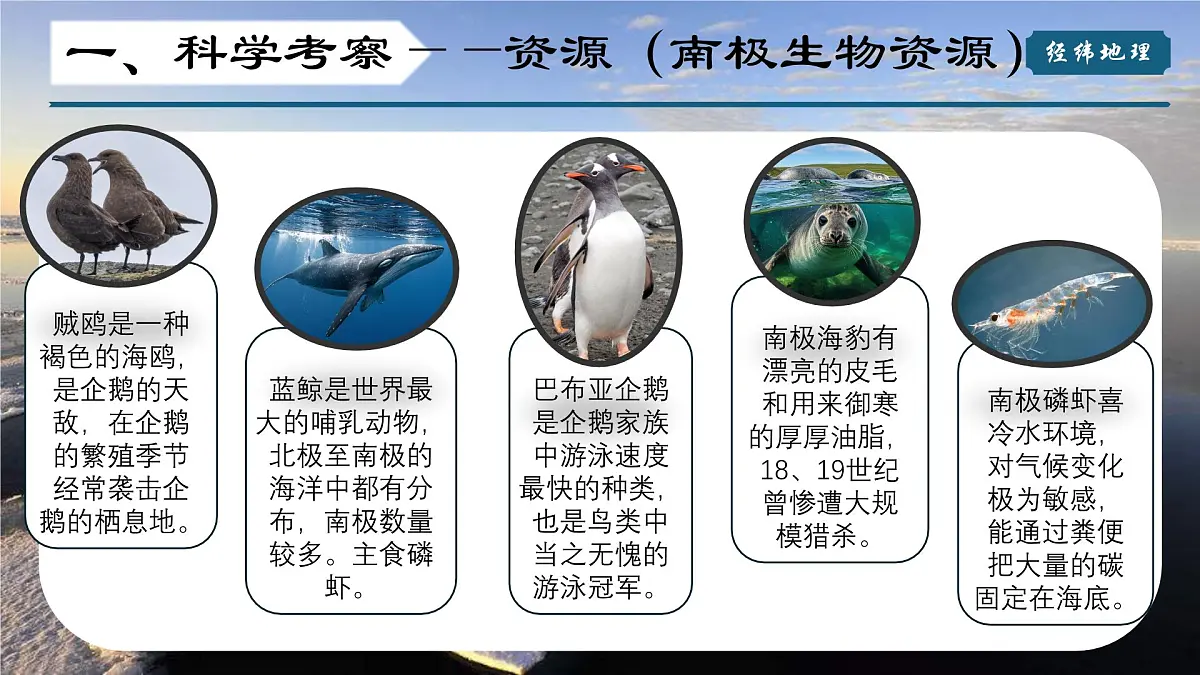 8.2 推动两极地区的环境保护(第二课时)(课件)-2024-2025学年七年级地理下册(晋教版2024)第6页