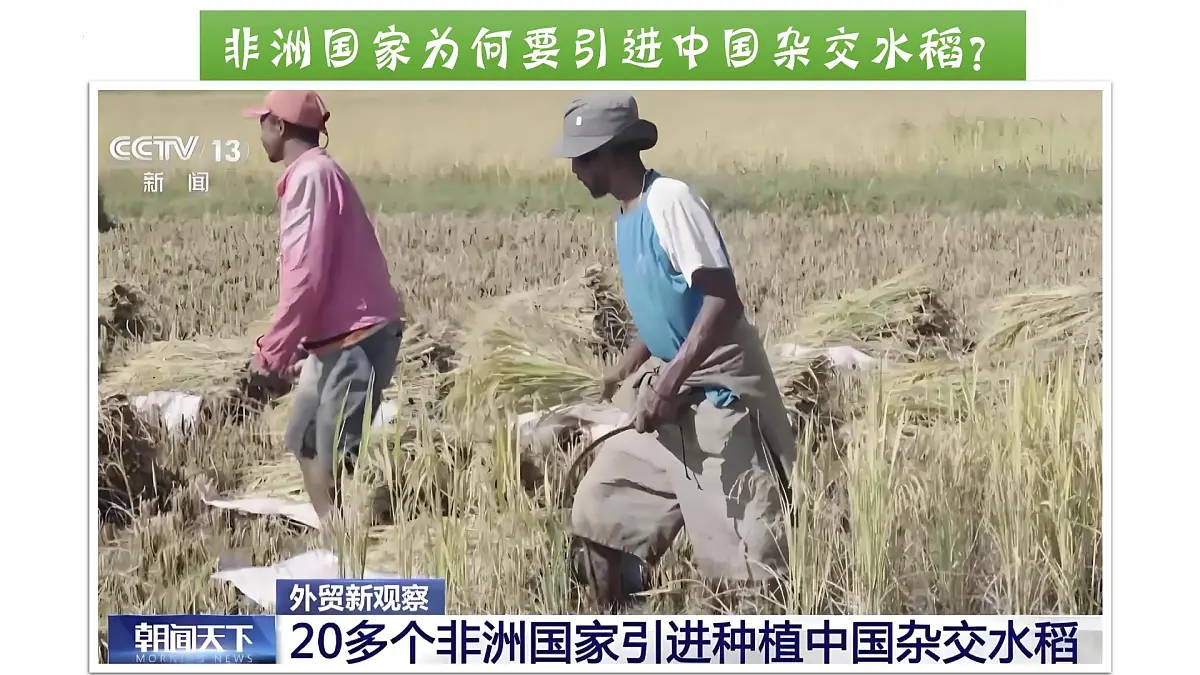 9.3+撒哈拉以南非洲+第2课时课件-2024-2025学年人教版地理七年级下册第4页