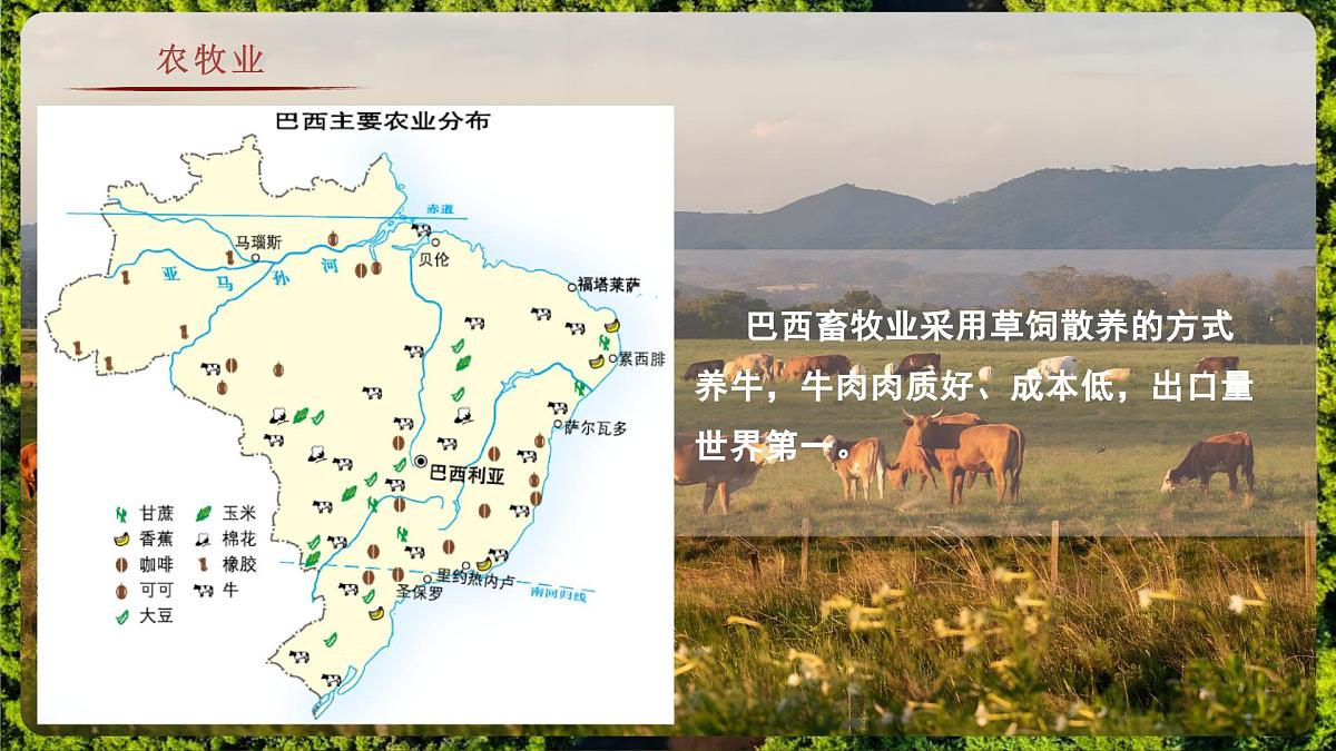 8.6.2 巴西(教学课件)——初中地理商务星球版(2024)七年级下册第8页