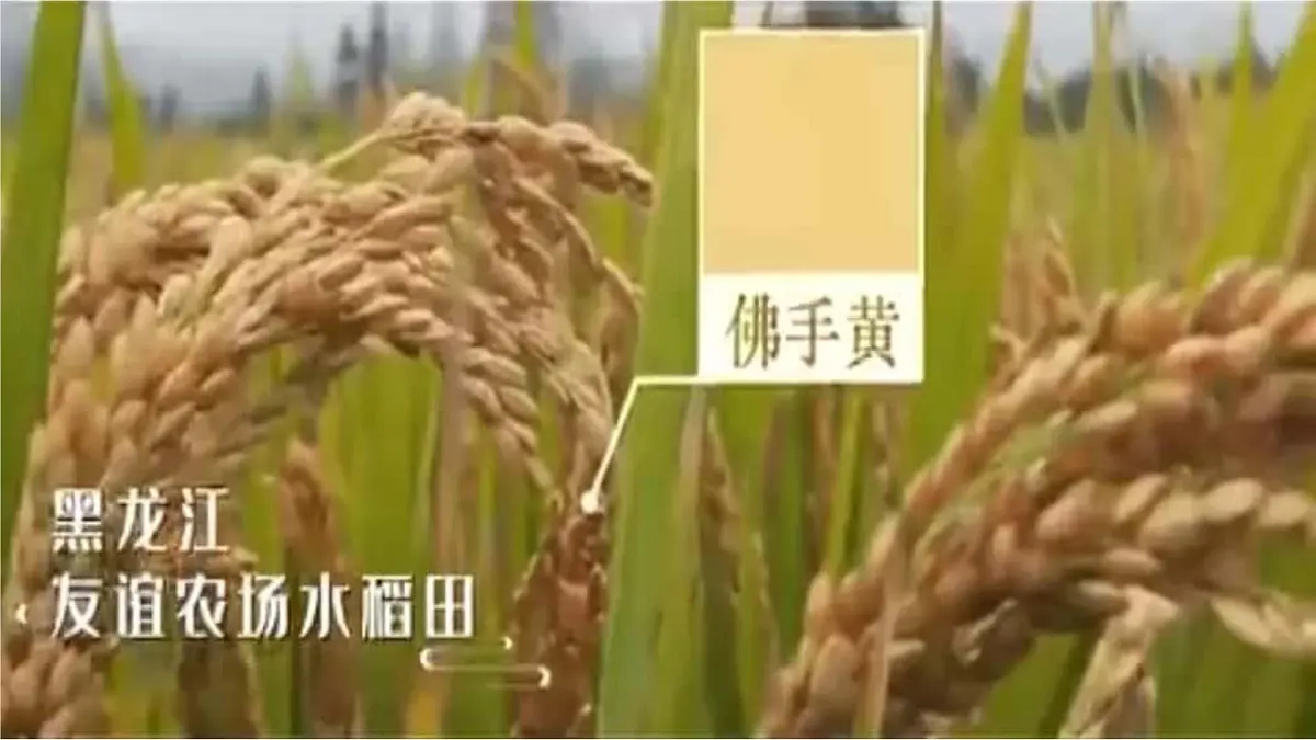 第1课时 农业及其类型 农业的地区分布第3页