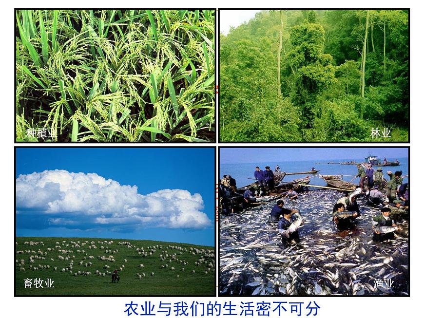 滬教版地理七年級(jí)下冊(cè)1.2 農(nóng)業(yè)的分布(共62張PPT)第1頁
