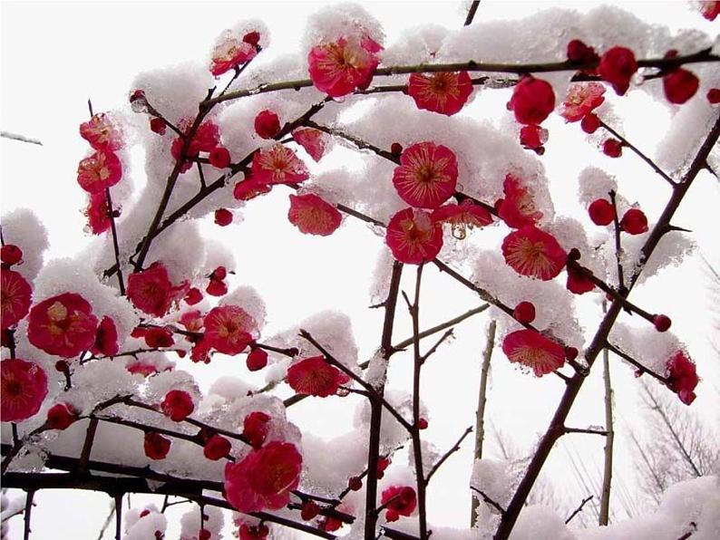 人教版音乐八年级上册初中音乐踏雪寻梅 课件 教案03