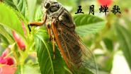 2020-2021学年贵州 侗族大歌《五月蝉歌》教学课件ppt