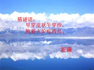 花城版音乐九年级下册 第三单元《青春舞曲》课件（17张）