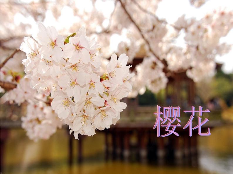初中八年级下册音乐课件3.演唱樱花(39张)ppt课件第6页