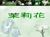 人音版初中音乐九年级上第一单元《茉莉花》课件