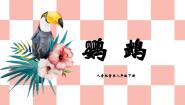 初中人音版鹦鹉优秀教学课件ppt