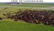 音乐七年级上册万马奔腾教学课件ppt