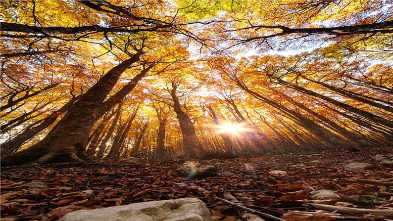 第三单元 金色的秋天——西风的话 课件人教版初中音乐七年级上册04