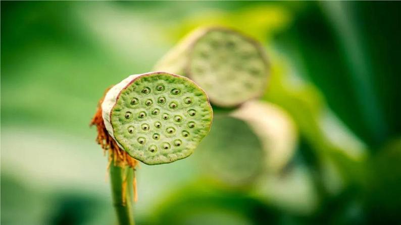 第三单元 金色的秋天——西风的话 课件人教版初中音乐七年级上册05