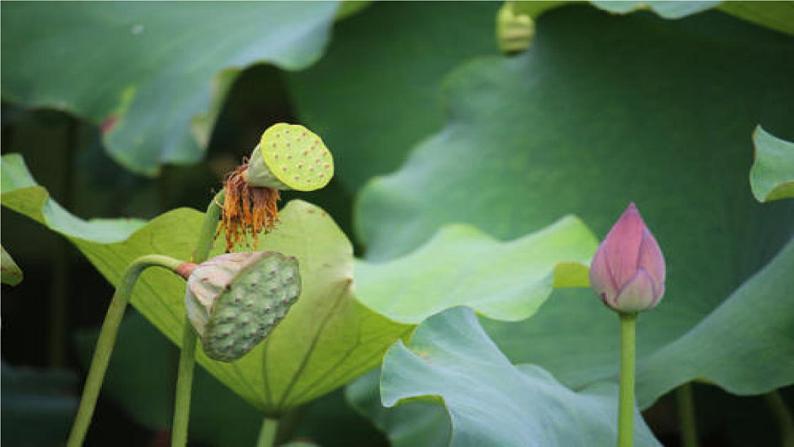 第三单元 金色的秋天——西风的话 课件人教版初中音乐七年级上册06