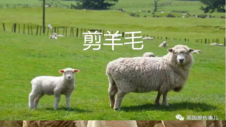 第五单元 环球之旅(二) 选唱 剪羊毛 课件人教版初中音乐七年级下册02