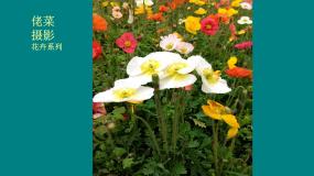 初中美术人教版九年级上册第1课 独树一帜的中国画背景图ppt课件