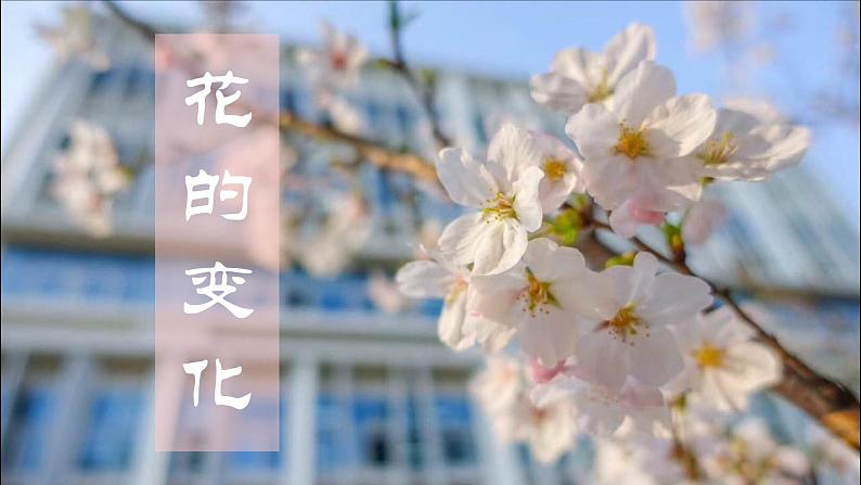 苏少版七年级美术上册 第6课 花的变化课件PPT第2页
