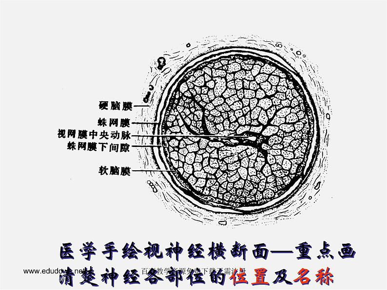 人美版美术七上第三课《手绘线条图像的表达方法》ppt课件1第8页