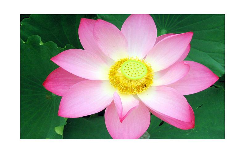冀美版初中美术七年级下册第3课 花卉装饰画 课件第3页