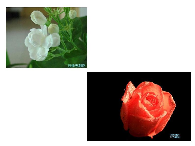 冀教版七年级下册 3.花卉装饰画 课件02