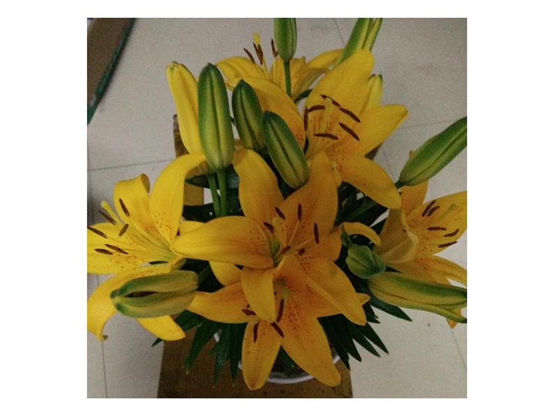 冀教版七年级下册 3.花卉装饰画 课件03