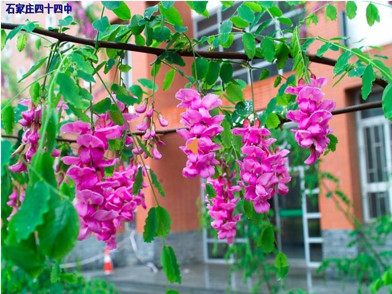 冀教版七年级下册 3.花卉装饰画 课件07