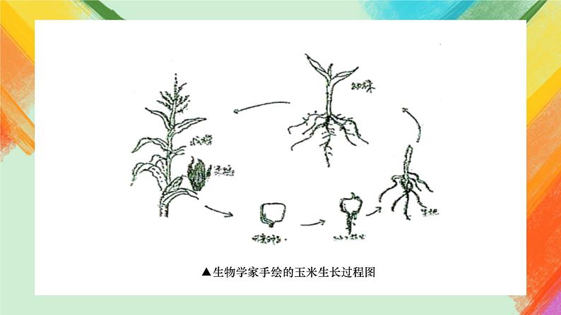 第2课《手绘线条图像——会说话的图画》课件+教案06