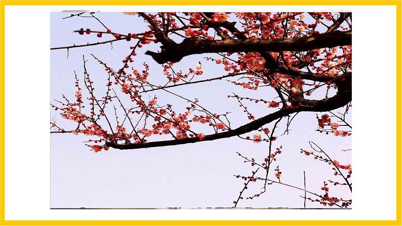 岭南版美术八年级上册3.《鸟语花香》 课件第4页