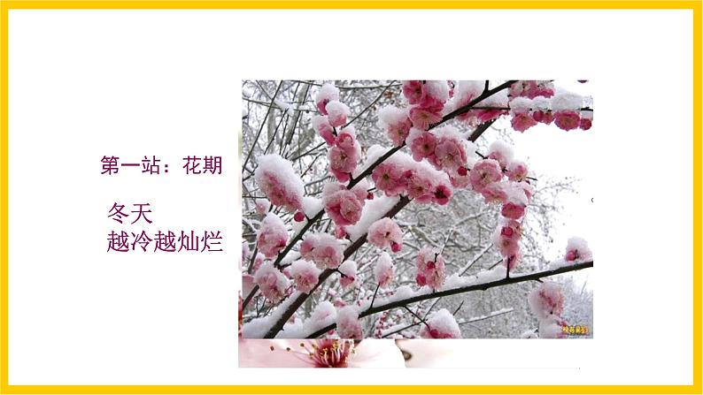 岭南版美术八年级上册3.《鸟语花香》 课件第5页