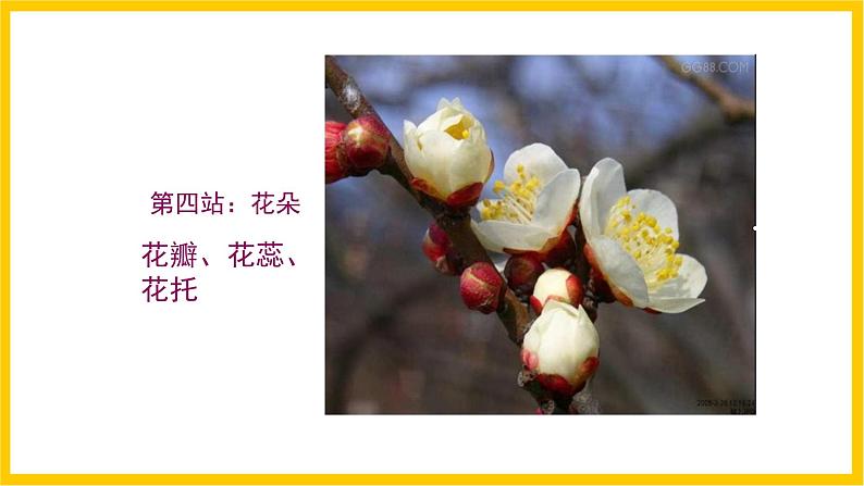 岭南版美术八年级上册3.《鸟语花香》 课件第8页
