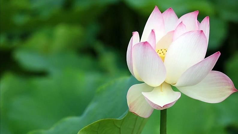 浙美版初中美术七年级上册 6.出水芙蓉 课件第2页