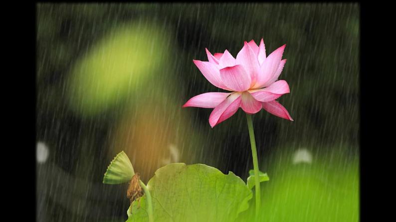浙美版初中美术七年级上册 6.出水芙蓉 课件第3页
