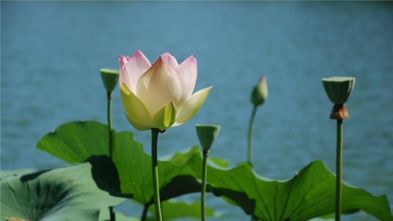 浙美版初中美术七年级上册 6.出水芙蓉 课件第4页