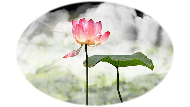 浙美版初中美术七年级上册 6.出水芙蓉 课件第5页