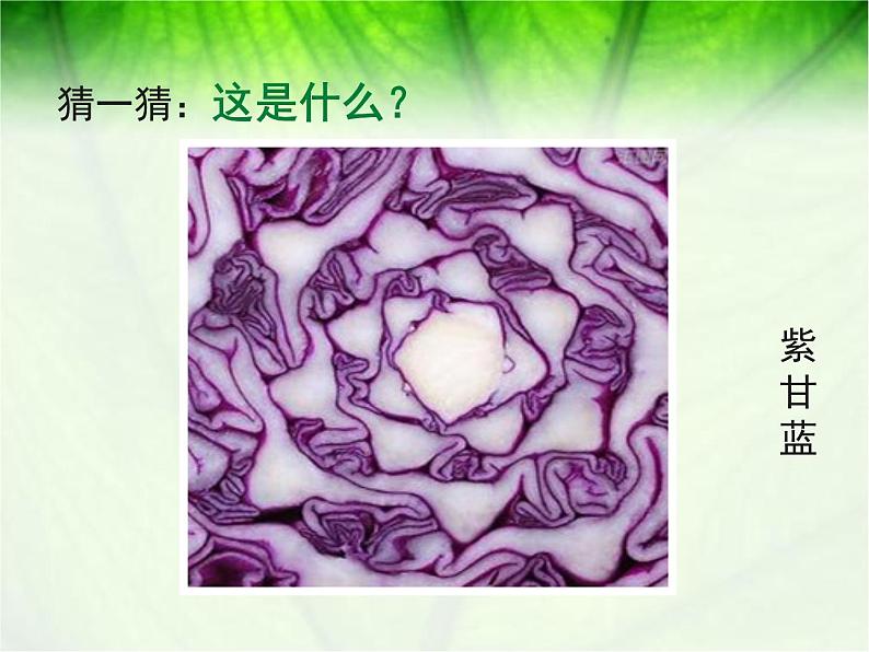 浙美版初中美术九年级下册 8.发现不一样的美 课件3第5页