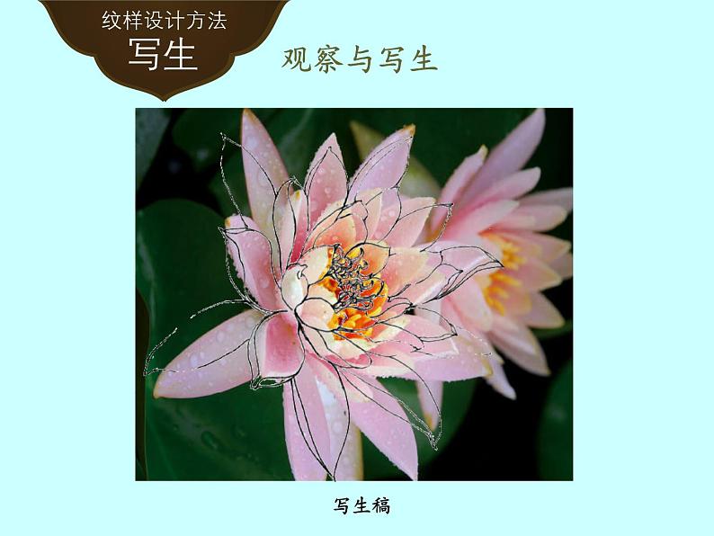 岭南版初中美术七年级下册 5.花卉与纹样 课件第8页
