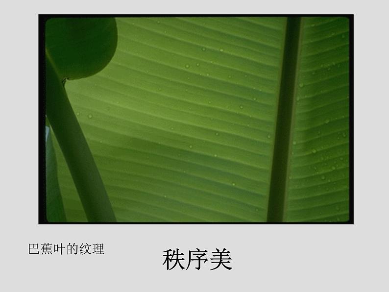 岭南版初中美术七年级下册 6 肌理与应用 课件05