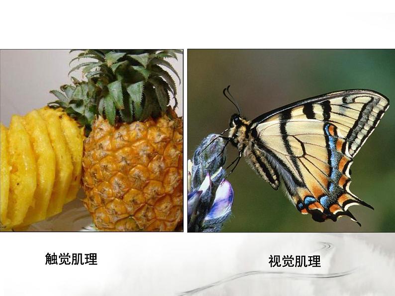 岭南版初中美术七年级下册 6 肌理与应用 课件1第5页