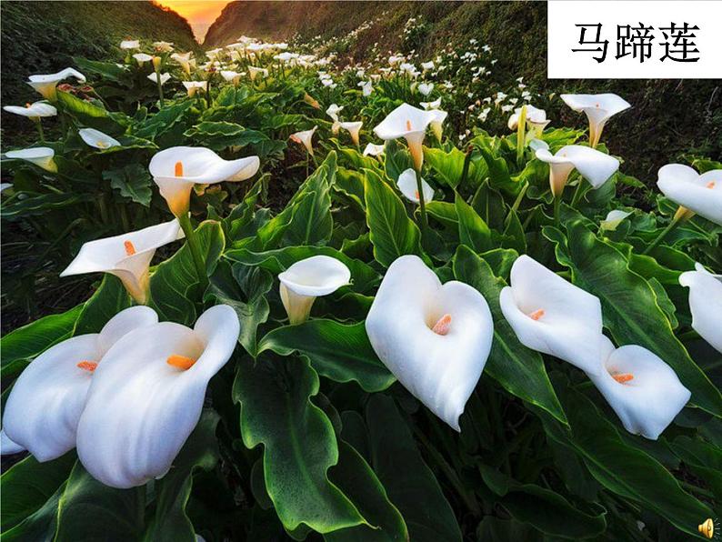 冀美版初中美术七年级下册 3.花卉装饰画 课件1第2页