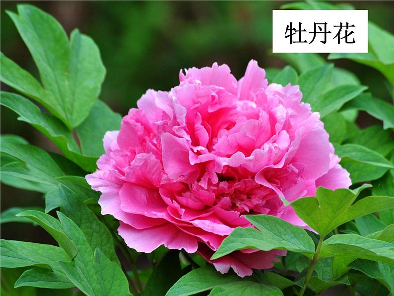 冀美版初中美术七年级下册 3.花卉装饰画 课件1第3页