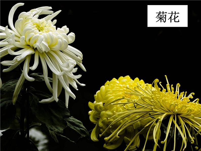 冀美版初中美术七年级下册 3.花卉装饰画 课件1第4页