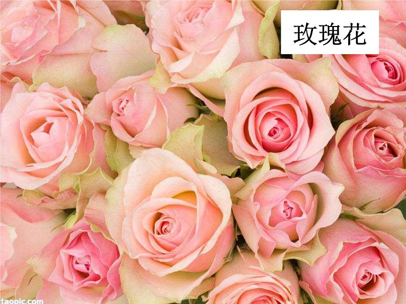 冀美版初中美术七年级下册 3.花卉装饰画 课件1第5页