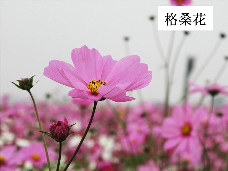 冀美版初中美术七年级下册 3.花卉装饰画 课件1第6页