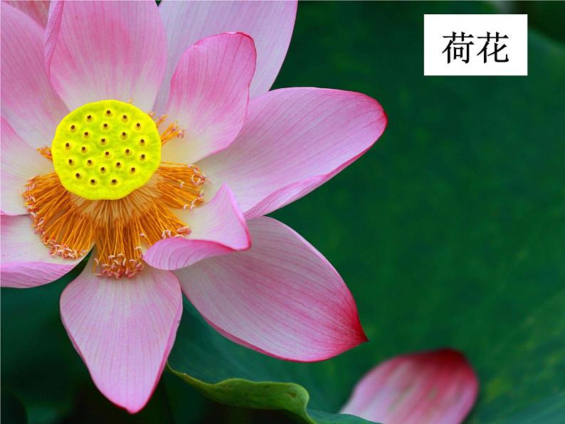 冀美版初中美术七年级下册 3.花卉装饰画 课件1第7页