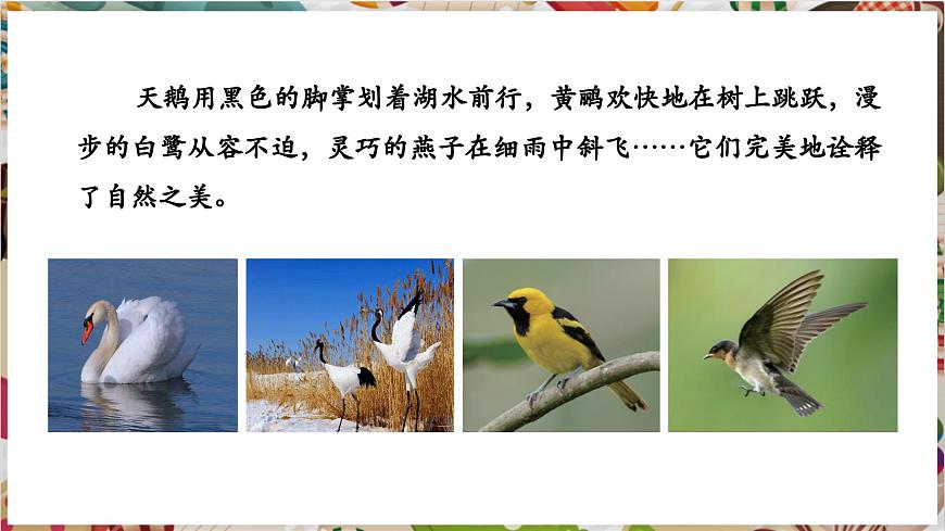 第12課《翩翩起舞之鳥(niǎo)》精美課件（25頁(yè)）第3頁(yè)