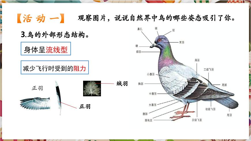第12課《翩翩起舞之鳥(niǎo)》精美課件（25頁(yè)）第6頁(yè)