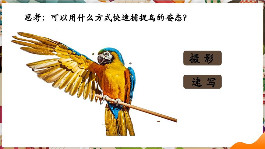 第12課《翩翩起舞之鳥(niǎo)》精美課件（25頁(yè)）第7頁(yè)