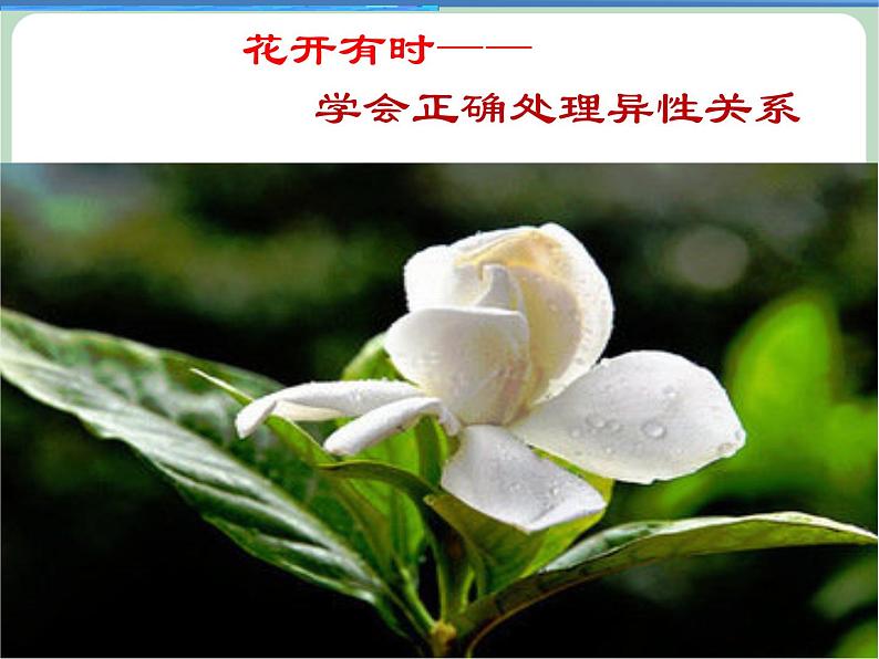 北师大八年级全册心理健康13 正当情窦初开时课件第4页