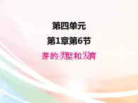 济南版生物八年级上册 4.1.6芽的类型和发育 课件