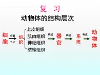 第二单元第二章第三节植物体的结构层次课件七年级上学期人教版生物