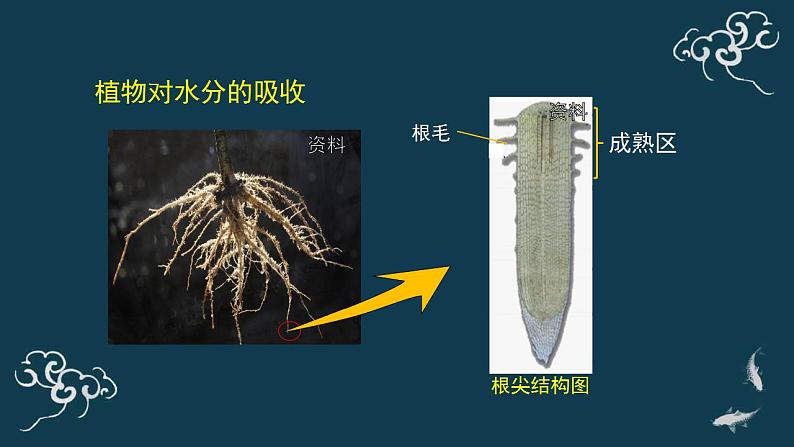第三单元第三章绿色植物与生物圈的水循环 课件人教版七年级生物上册第5页