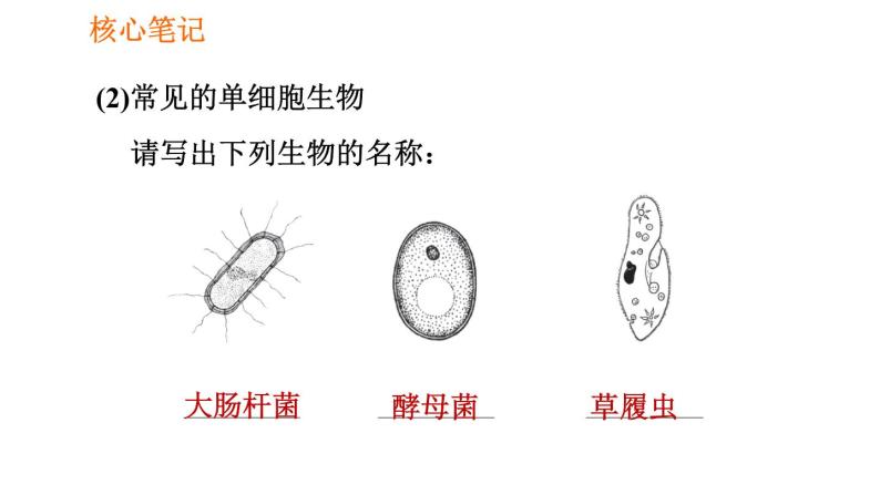人教版七年级上册生物课件 第二单元 2.2.4 单细胞生物03